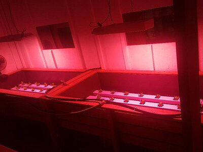 Underground farm cuttings under red lights